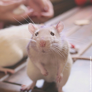 Как избавиться от мышей и крыс